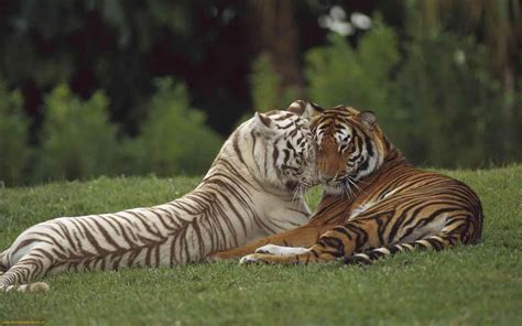 Bengal Tiger!: Eine Geschichte von Liebe, Verrat und dem Kampf ums Überleben