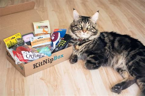 How to Build a Subscription Website: Because Even Cats Need Monthly Treat Boxes