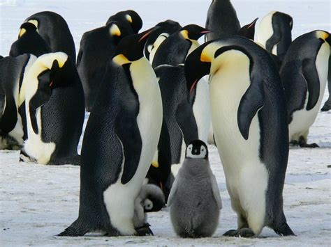 How to Manage a Website: Why Penguins Would Make Great Web Developers