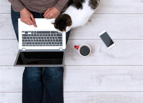 Is Programming a Good Career? And Why Do Cats Love Keyboards?